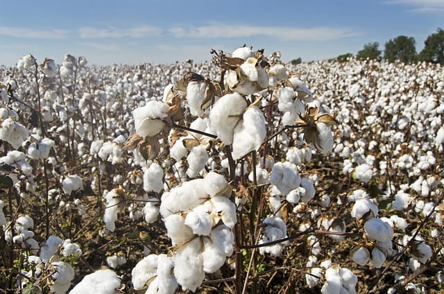 what is ring-spun cotton?